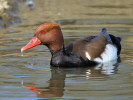 Red-Crested Pochard (WWT Slimbridge March 2012) - pic by Nigel Key